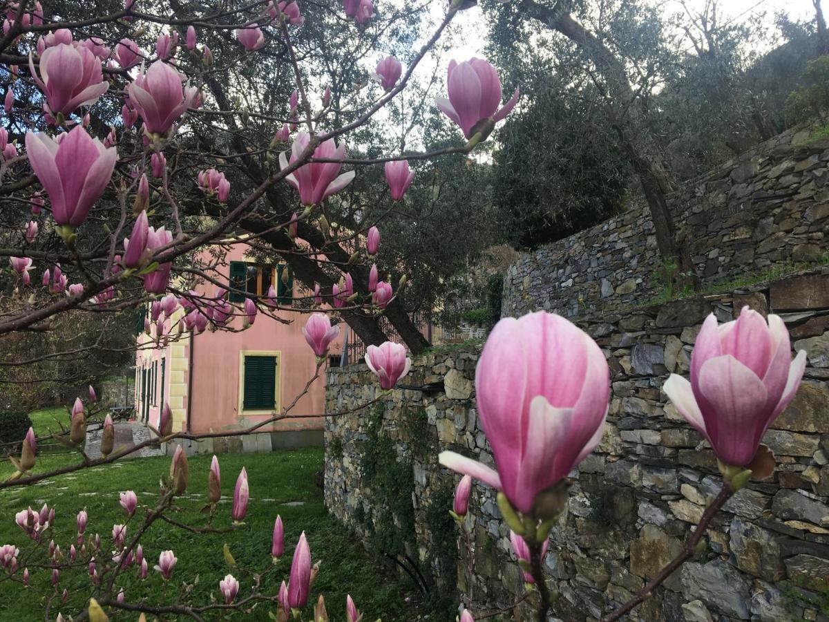Villa Olivari - Apt La Lavanda 卡莫利 外观 照片