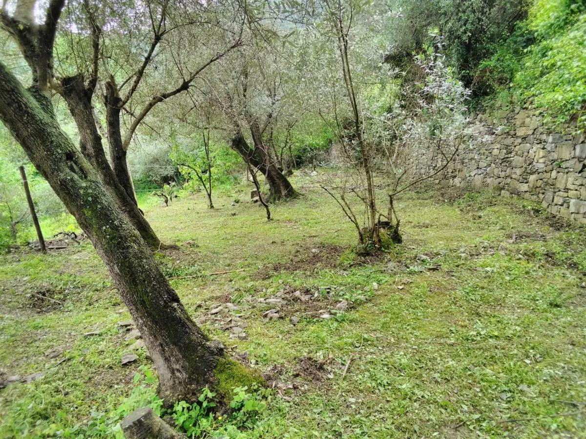 Villa Olivari - Apt La Lavanda 卡莫利 外观 照片