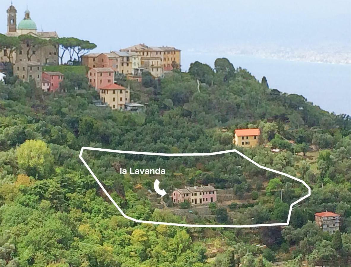 Villa Olivari - Apt La Lavanda 卡莫利 外观 照片